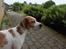 Pointer Oksby Lucca