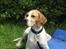 Pointer Oksby Lucca - Juli 2015. Første telt-tur