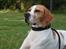 Pointer Oksby Lucca - Juli 2015