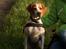 Pointer Oksby Lucca