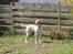 Pointer Oksby Lucca