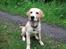 Golden retriever Carlo - Tur i skoven Carlo 5 ½ mdr