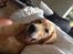 Golden retriever Carlo - Carlo 5 ½ mdr :) Sofakartoffel i regnvejr <3