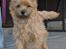 Cairn terrier Nibstrup Disa (Tulle)