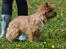 Cairn terrier Nibstrup Disa (Tulle)