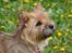 Cairn terrier Nibstrup Disa (Tulle)