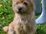 Cairn terrier Nibstrup Disa (Tulle)