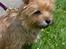 Cairn terrier Nibstrup Disa (Tulle)