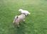 Coton de tulear Jasmine - Mine socialiserer