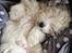 Coton de tulear Jasmine - Zzzzz....
