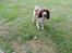 Field Trial Springer Spaniel Chico
