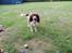 Field Trial Springer Spaniel Chico