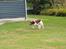 Field Trial Springer Spaniel Chico