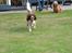 Field Trial Springer Spaniel Chico