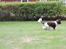 Field Trial Springer Spaniel Chico
