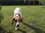 Pointer Oksby Lucca - August 2015. 