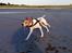 Pointer Oksby Lucca - August 2015