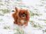 Cavalier king charles spaniel Electra ( Loevhoejs Hippy Hippy Shake)