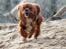 Cavalier king charles spaniel Electra ( Loevhoejs Hippy Hippy Shake)