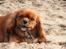 Cavalier king charles spaniel Electra ( Loevhoejs Hippy Hippy Shake)