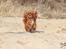 Cavalier king charles spaniel Electra ( Loevhoejs Hippy Hippy Shake)