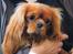 Cavalier king charles spaniel Electra ( Loevhoejs Hippy Hippy Shake)