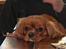 Cavalier king charles spaniel Electra ( Loevhoejs Hippy Hippy Shake)