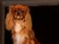 Cavalier king charles spaniel Electra ( Loevhoejs Hippy Hippy Shake)