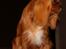 Cavalier king charles spaniel Electra ( Loevhoejs Hippy Hippy Shake)