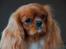 Cavalier king charles spaniel Electra ( Loevhoejs Hippy Hippy Shake)