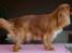 Cavalier king charles spaniel Electra ( Loevhoejs Hippy Hippy Shake)