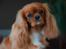 Cavalier king charles spaniel Electra ( Loevhoejs Hippy Hippy Shake)