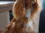 Cavalier king charles spaniel Electra ( Loevhoejs Hippy Hippy Shake)