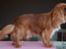 Cavalier king charles spaniel Electra ( Loevhoejs Hippy Hippy Shake)