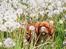 Cavalier king charles spaniel Electra ( Loevhoejs Hippy Hippy Shake)