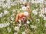 Cavalier king charles spaniel Electra ( Loevhoejs Hippy Hippy Shake)