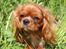 Cavalier king charles spaniel Electra ( Loevhoejs Hippy Hippy Shake)