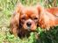 Cavalier king charles spaniel Electra ( Loevhoejs Hippy Hippy Shake)