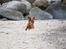 Cavalier king charles spaniel Electra ( Loevhoejs Hippy Hippy Shake)