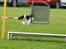 Cavalier king charles spaniel Martha