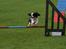 Cavalier king charles spaniel Martha