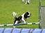 Cavalier king charles spaniel Martha
