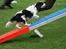 Cavalier king charles spaniel Martha