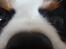 Cavalier king charles spaniel Martha