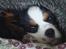 Cavalier king charles spaniel Martha