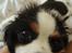Cavalier king charles spaniel Martha