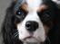 Cavalier king charles spaniel Martha