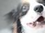 Cavalier king charles spaniel Martha