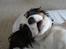 Cavalier king charles spaniel Martha
