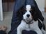 Cavalier king charles spaniel Martha